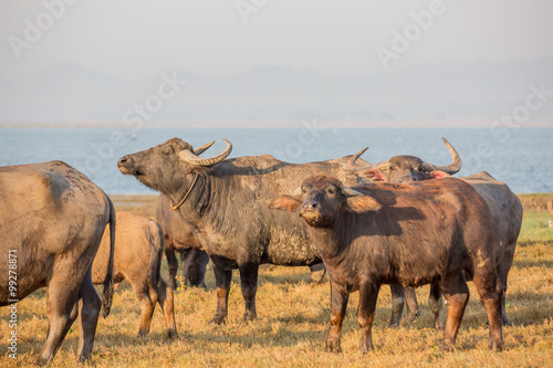 water buffalo is  standing by the river   thailand