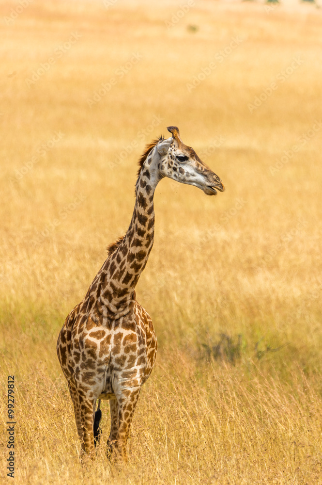 Obraz premium Portrait einer Giraffe