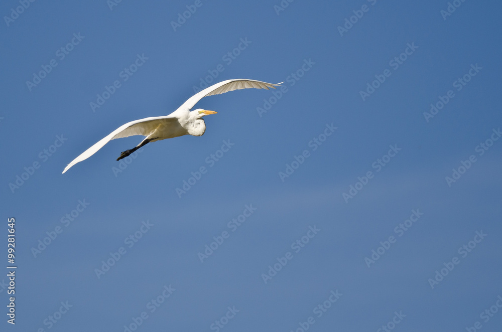 Great Egret Flying in a Blue Sky Great Egret Flying in a Blue Sky