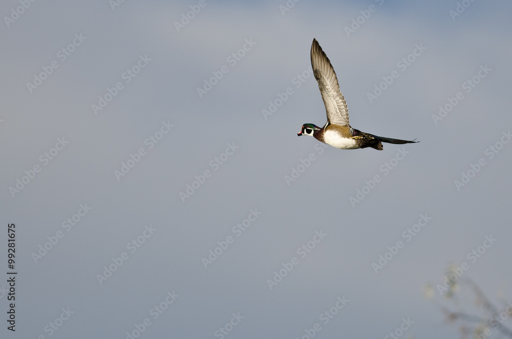Obraz premium Male Wood Duck Flying in a Blue Sky