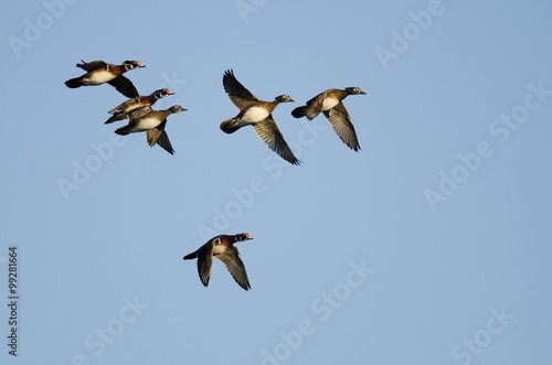 Flock of Wood Ducks Flying in a Blue Sky