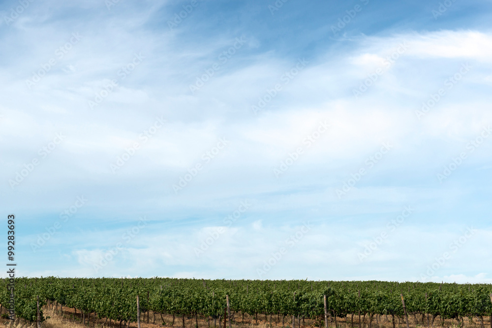 vineyard and blue skies