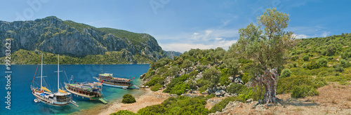 tourist boats at an island with old olive tree