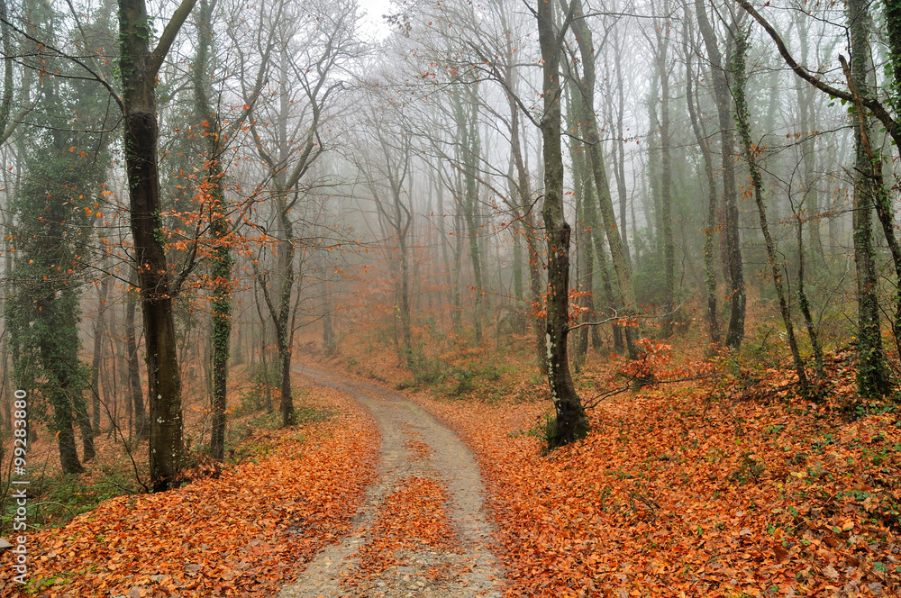 Obraz premium autumn leaves in foggy morning