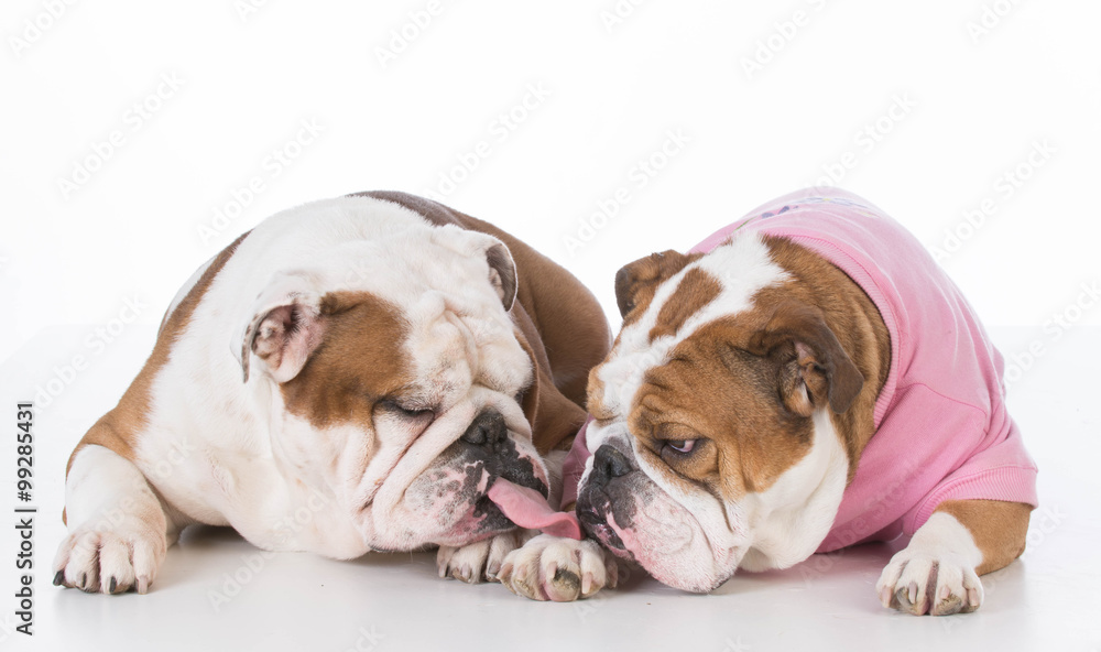 Obraz premium two bulldogs