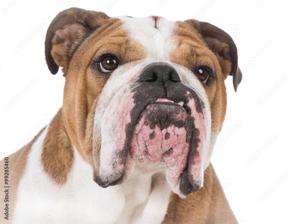 Fototapeta premium bulldog portrait