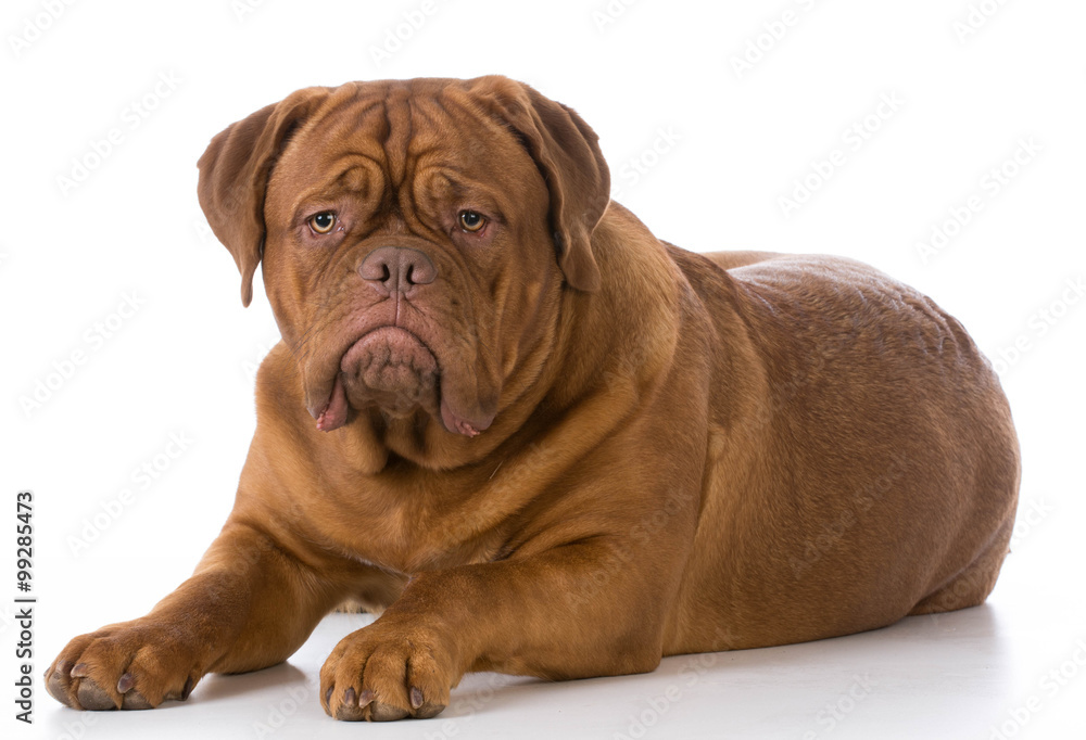 dogue de bordeaux