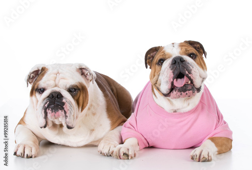 two bulldogs © Willee Cole