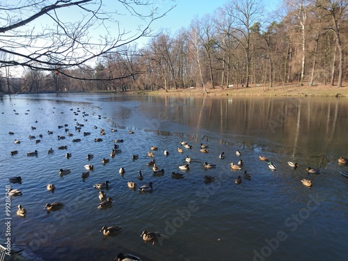 Wallpaper Mural Stado kaczek Torontodigital.ca