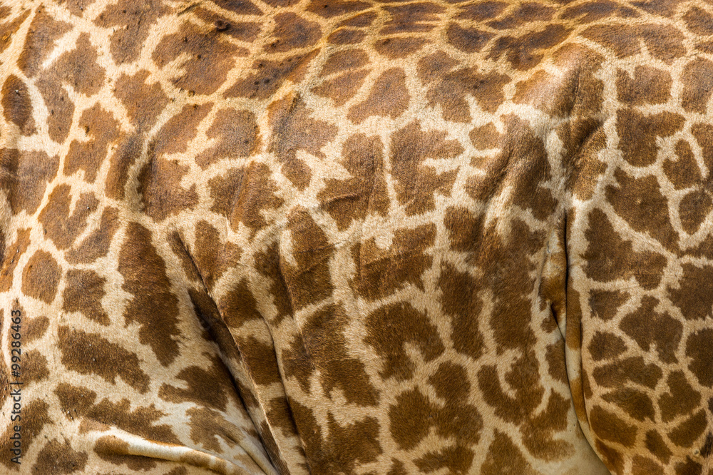 Strucktur einer Giraffe Strucktur einer Giraffe