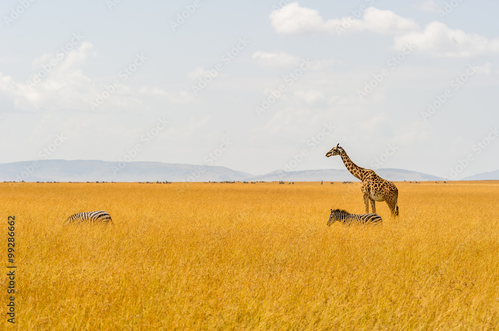 Fototapeta premium Eine Giraffe und zwei Zebras
