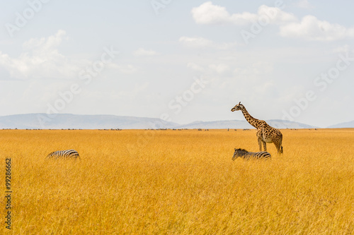 Eine Giraffe und zwei Zebras