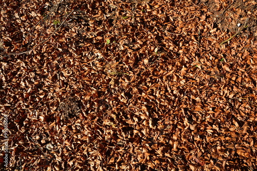 Fotografie Fallen leaves in autumn time