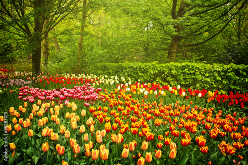 Fototapeta Naklejka Na Ścianę i Meble -  spring flowers in garden