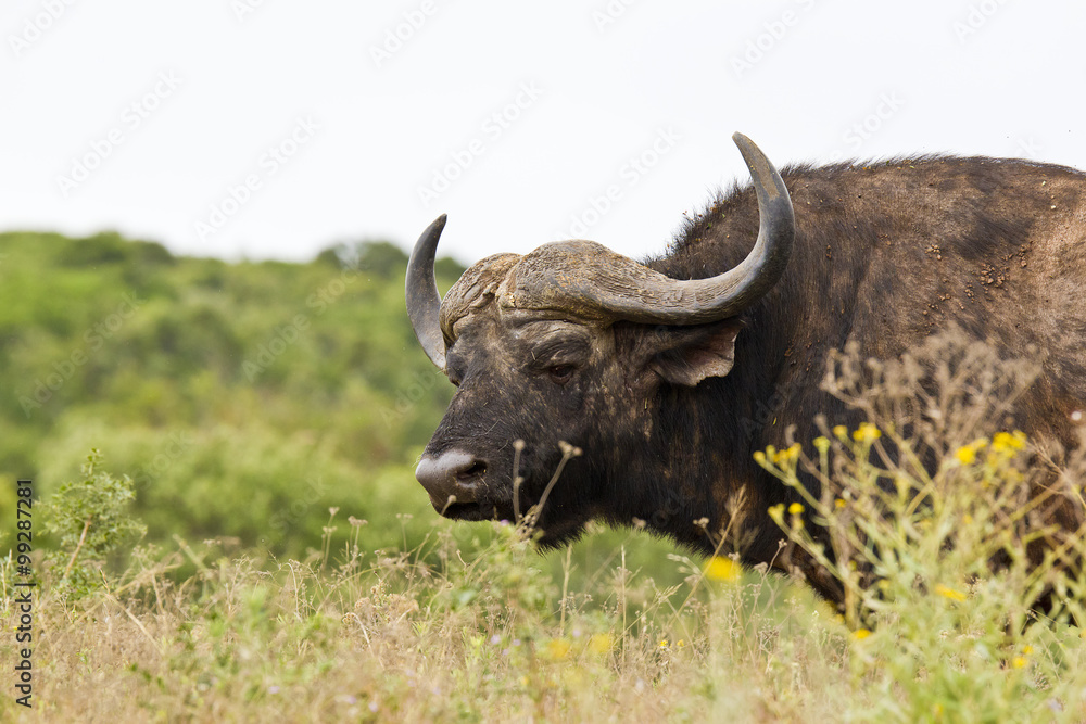 Large male Buffalo walking through dry grass Large male Buffalo walking through dry grass
