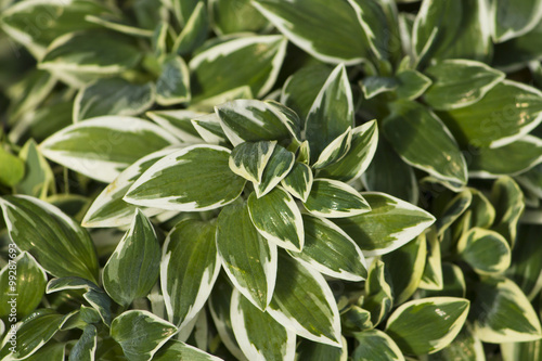 Wallpaper Mural pianta Torontodigital.ca