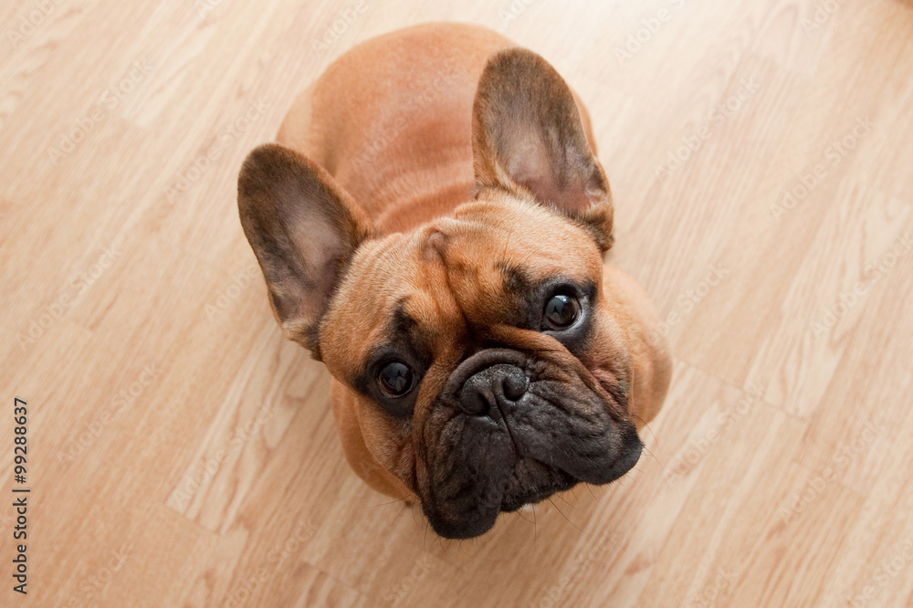 French bulldog on wood background French bulldog on wood background