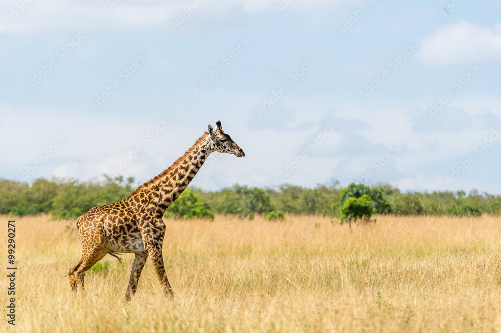 Obraz premium Giraffe in der Masai Mara