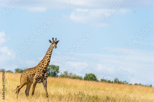 Aufmerksame Giraffe