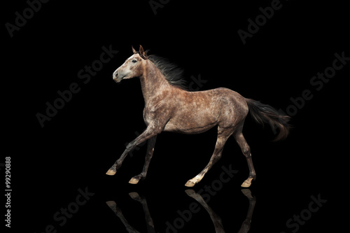 A beautiful gray horse galloping unusual suit. Isolated on a black background.