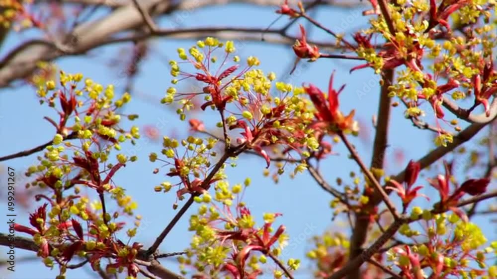 Maple blossom with red new leaves, shaking in the spring light wind on blue sky background. Revival of the nature after long and cold winter. Cheering spirit in the beautiful and meditative footage.
