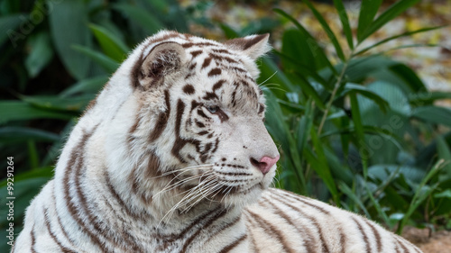 A magnificent white bengal tiger with blue eyes and a pink nose is lying down and staring at something.  