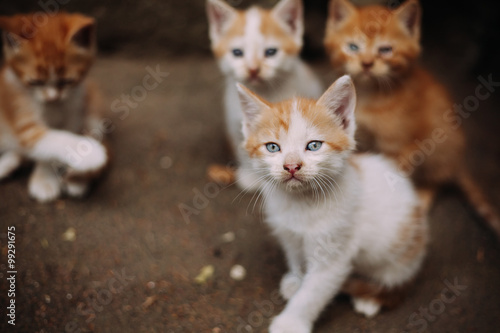 Four cute small stray white and ginger kittens