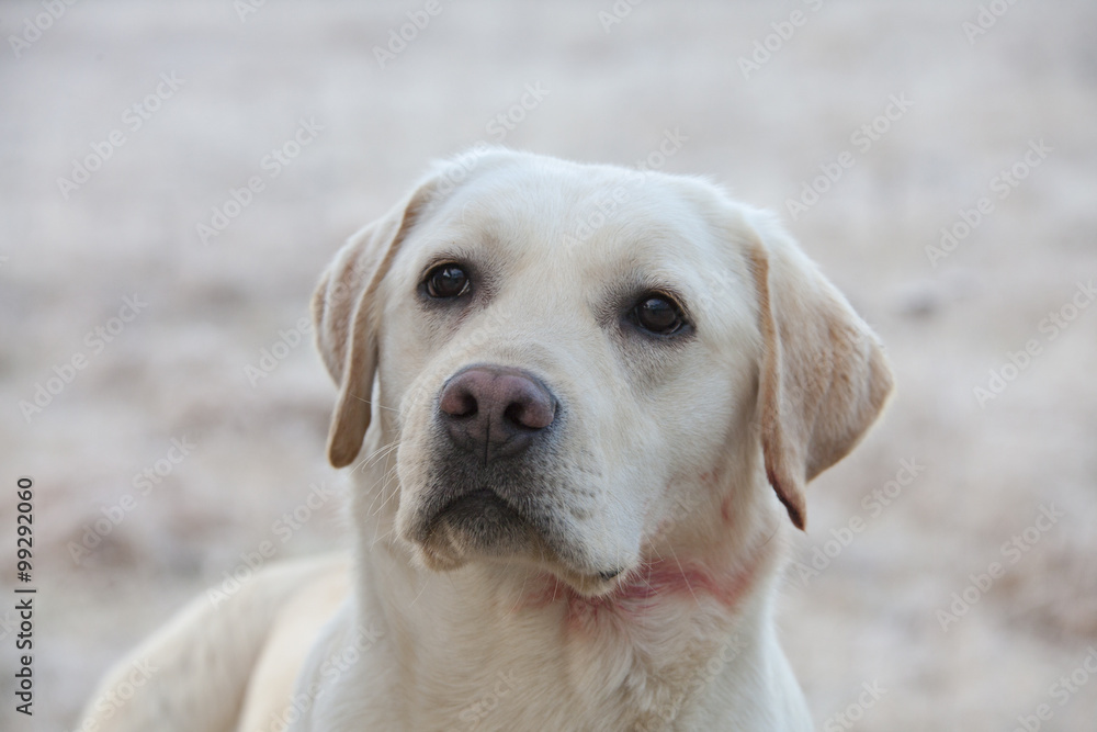 labrador retriever dog with blood on neck labrador retriever dog with blood on neck