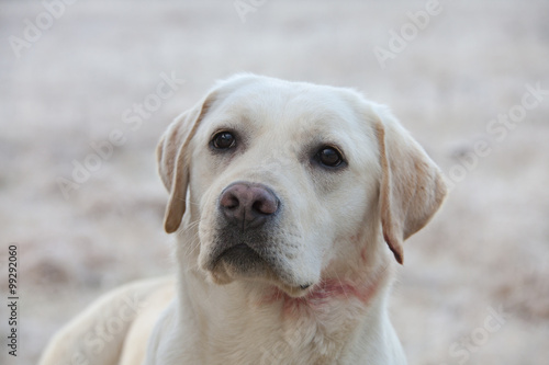 labrador retriever dog with blood on neck