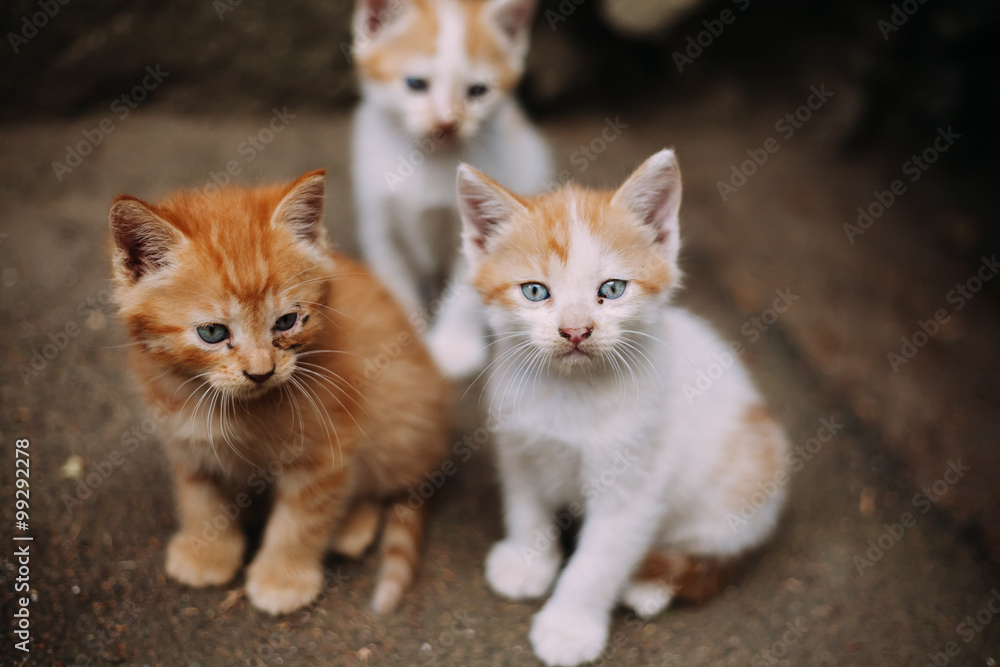 Three cute homeless white and ginger kittens Three cute homeless white and ginger kittens