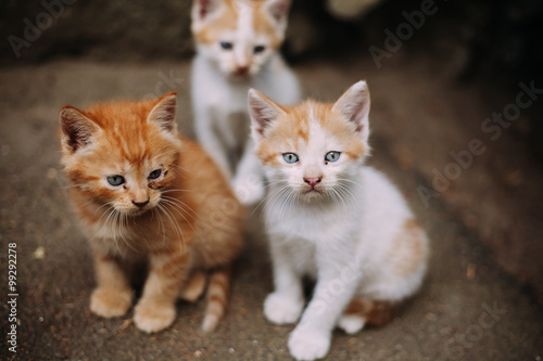 Three cute homeless white and ginger kittens