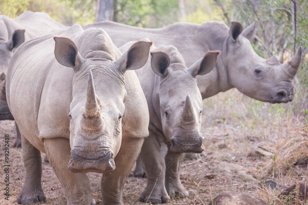 Obraz premium Three rhinos