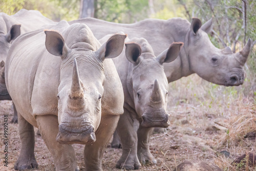 Photography Three rhinos