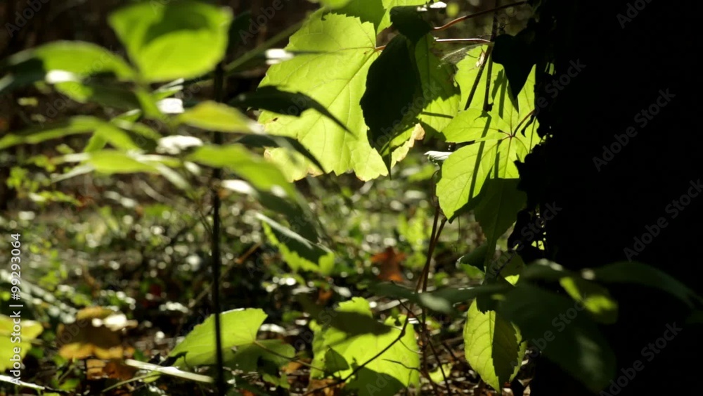 young trees in the woods enjoying the sun young trees in the woods enjoying the sun