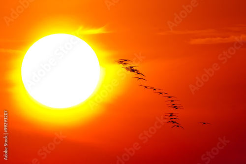 Crane flying into the sun in the national park Hortobágy