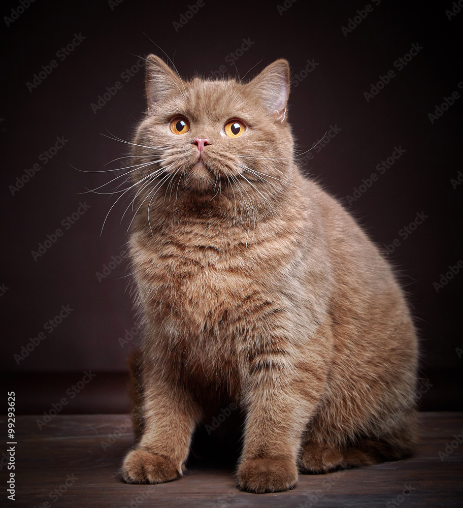 Portrait of british short hair cat