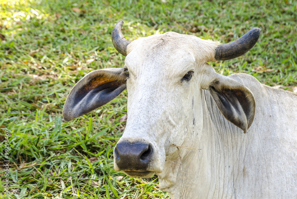 Nellore .Close-up to Brazilian bull