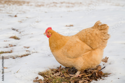 Buff Chicken stands amid the snow