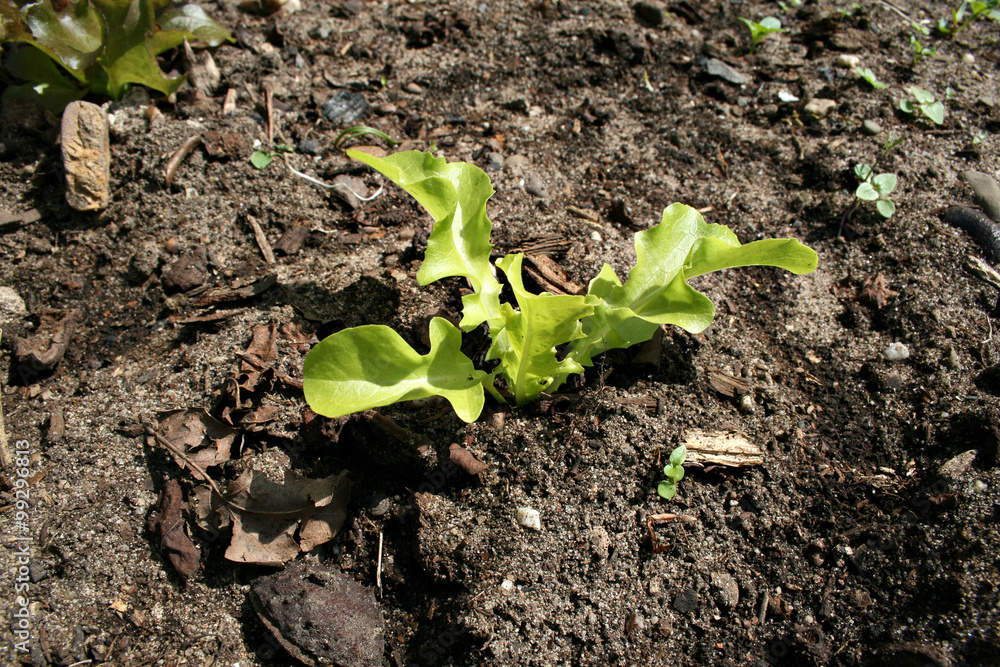 organic lifestyle junges salatpflänzchen modern natürlich ökologie boden sonne gärten organic lifestyle junges salatpflänzchen modern natürlich ökologie boden sonne gärten