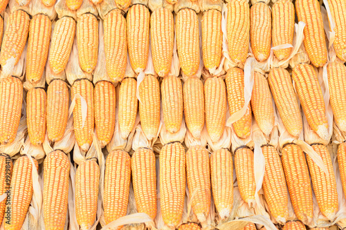 yellow corn background