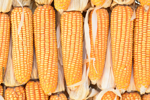 yellow corn background