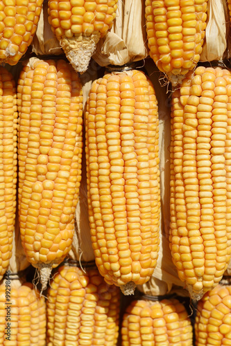 yellow corn background