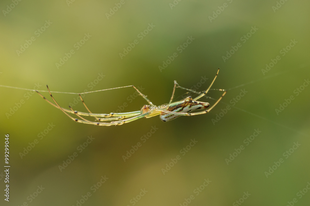 Green Spider on spider web with small Green Spider on spider web with small