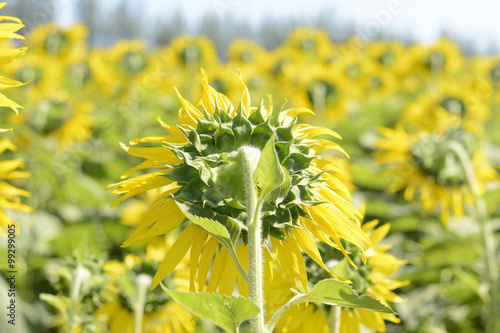 sun flower