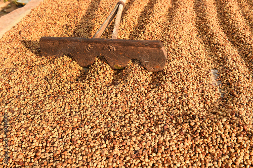 Tableau sur toile Coffee beans dried in the sun, Coffee beans raked out for drying prior to roasti