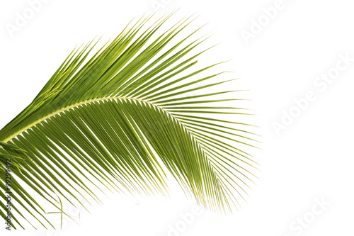 Coconut leaf on white background