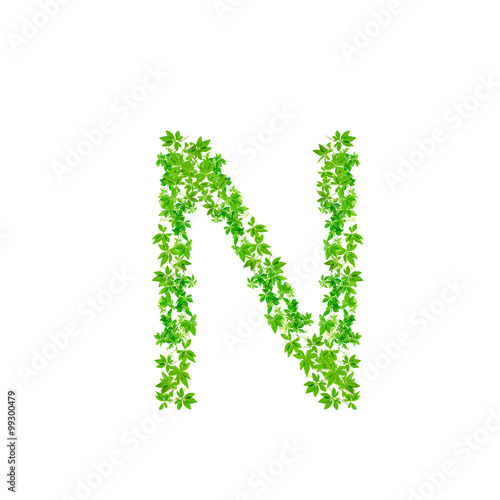 Letter N   beautiful green leaves isolated on white background w