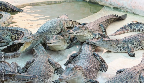 Large group of crocodiles photo