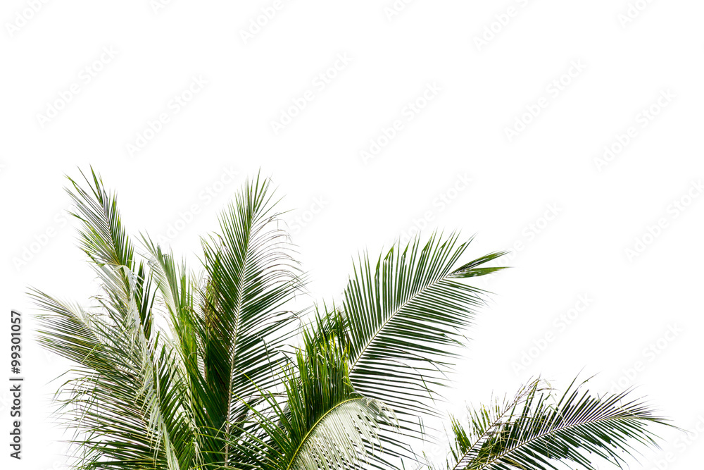 Leaves of palm tree isolated on white background. Leaves of palm tree isolated on white background.