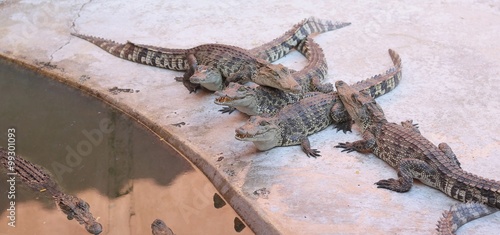 Large group of crocodiles photo